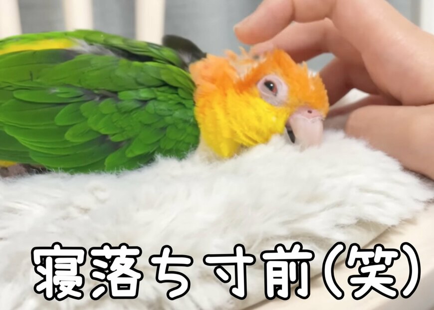 出所：@anz_omomiri