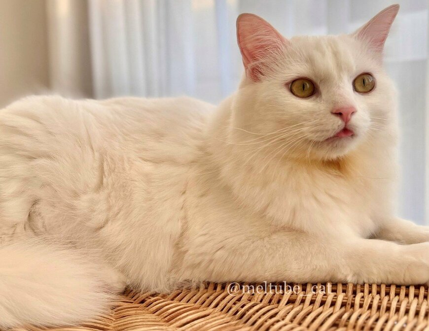 出所：@meltube_cat