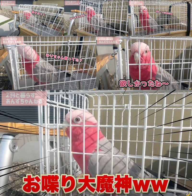 出所：@anz_omomiri