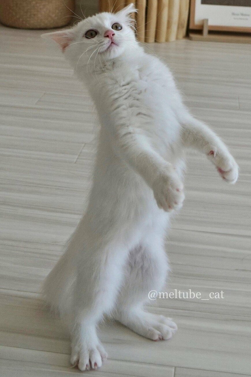 出所：@meltube_cat