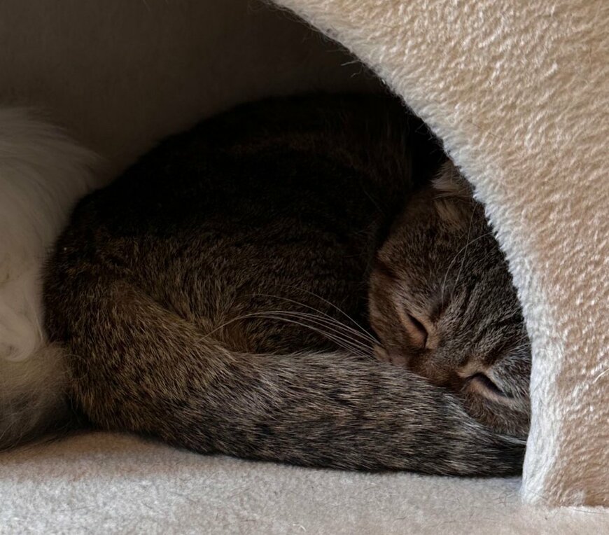 出所：@ponpokopontanu