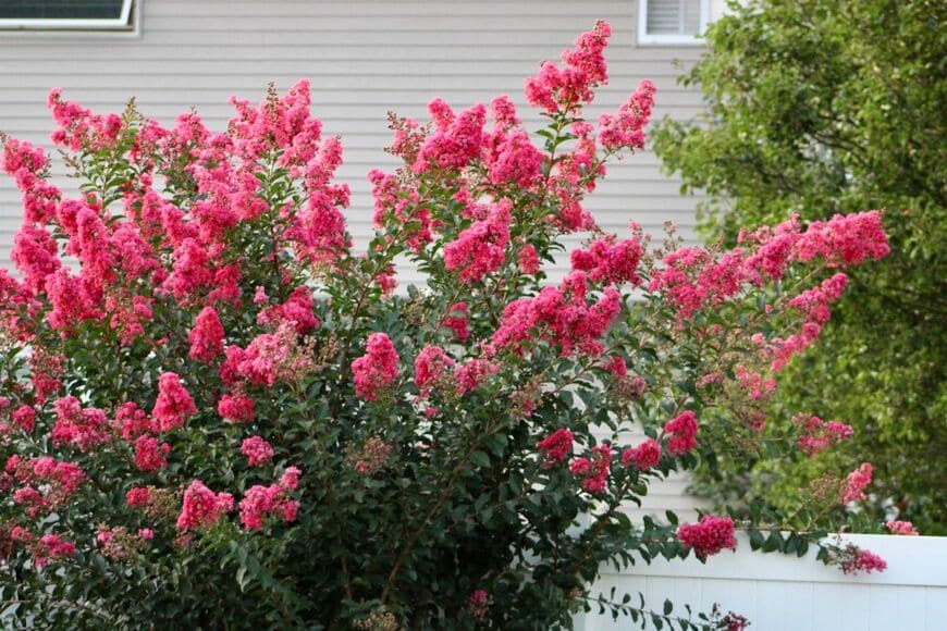ピンクの花を咲かせているサルスベリ