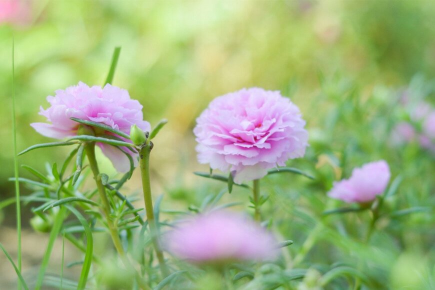 mansum008/istockphoto.com