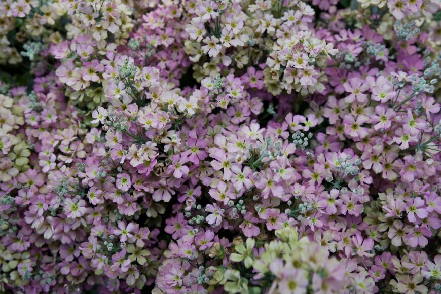 zzz555zzz/shutterstock.com