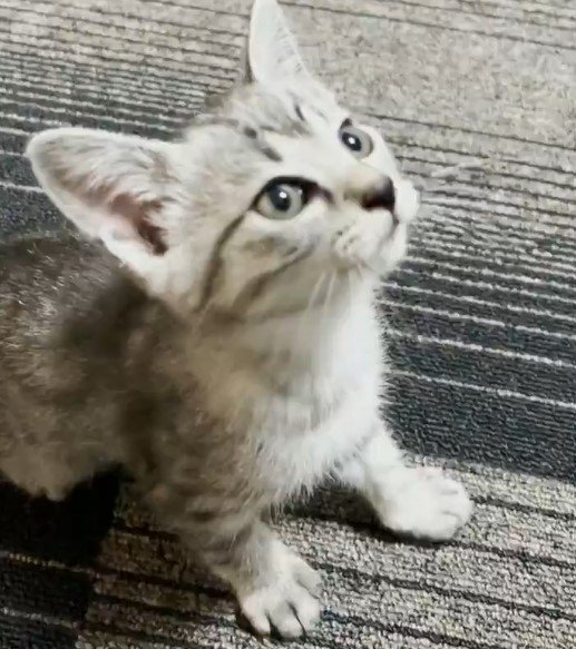 子猫に「おて」を覚えさせようとした飼い主さん　まさかの事態に悶絶！5.4万いいねの反響