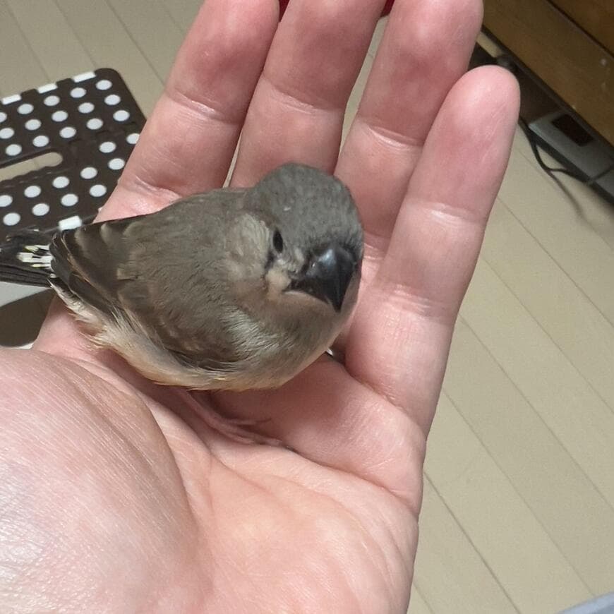 出所：@hummingbird0422