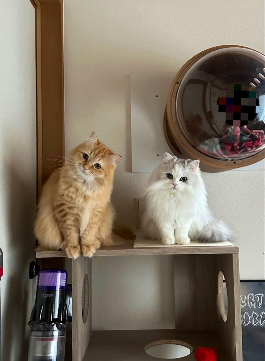 出所：@NEKOLAND13