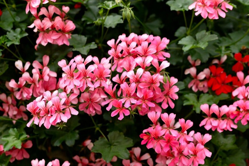 Maksims Grigorjevs/istockphoto.com