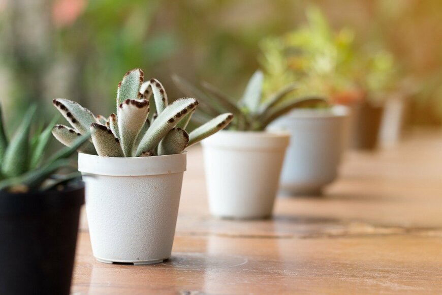 【観葉植物】トゲトゲやふわふわなど〈魅惑の多肉植物7選〉お気に入りの1鉢がきっと見つかる