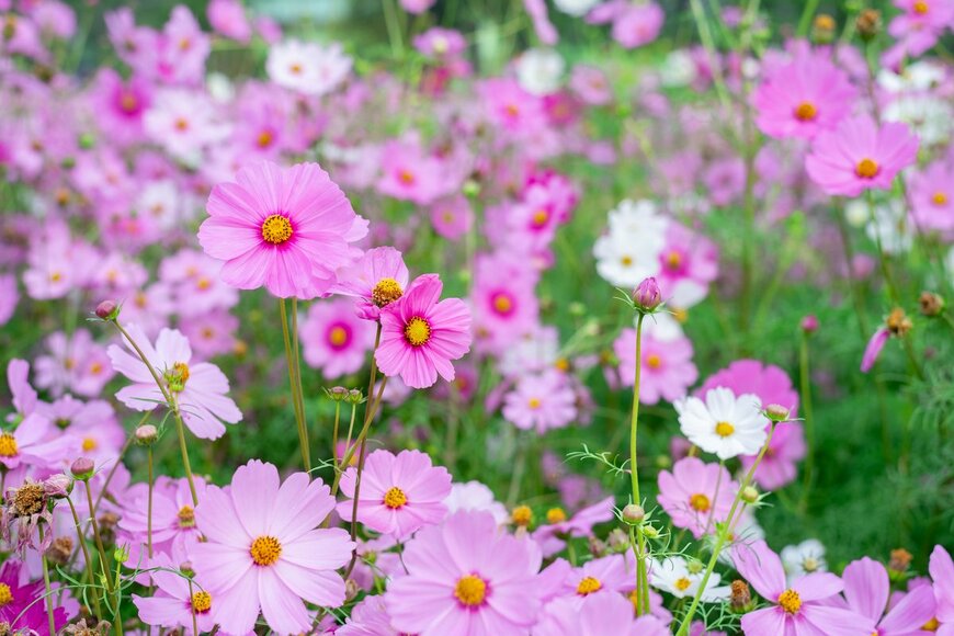 RAY-BON/shutterstock.com