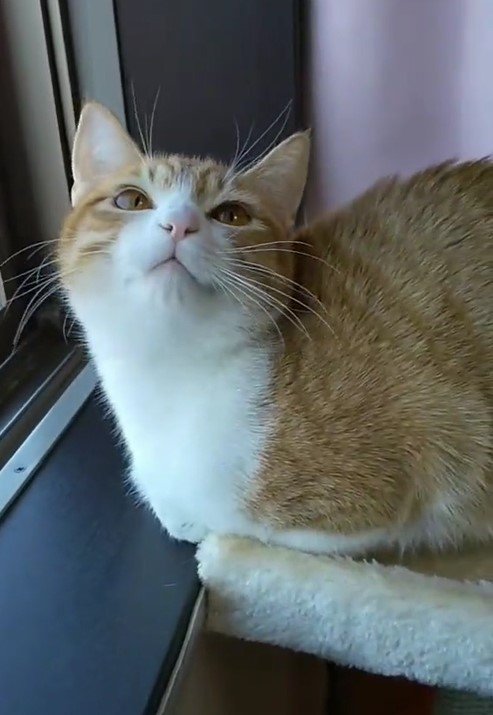 出所：@mero627puri914