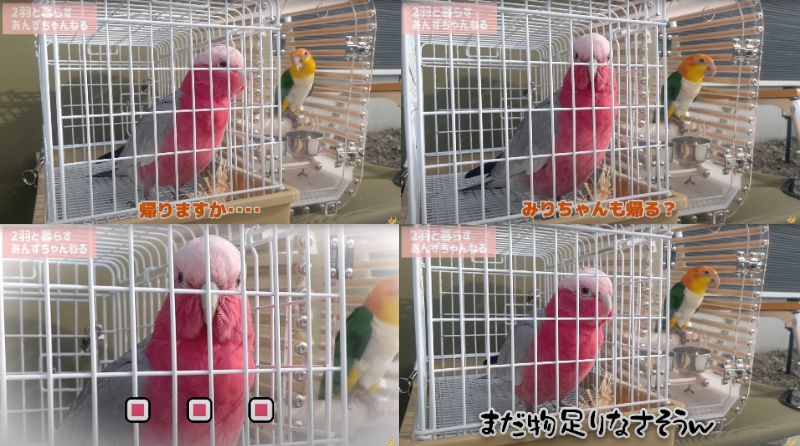 出所：@anz_omomiri