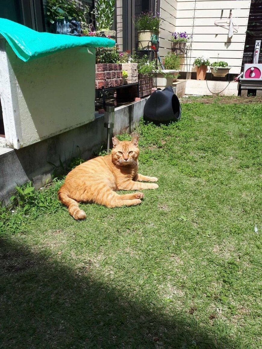 「これが、こう」猫を保護する前と後のビフォーアフター　外にいるときよりも「強そう」な姿にホッコリ