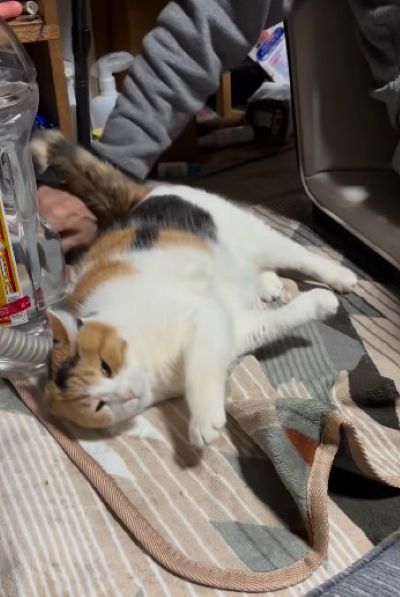 出所：@mike_noritama