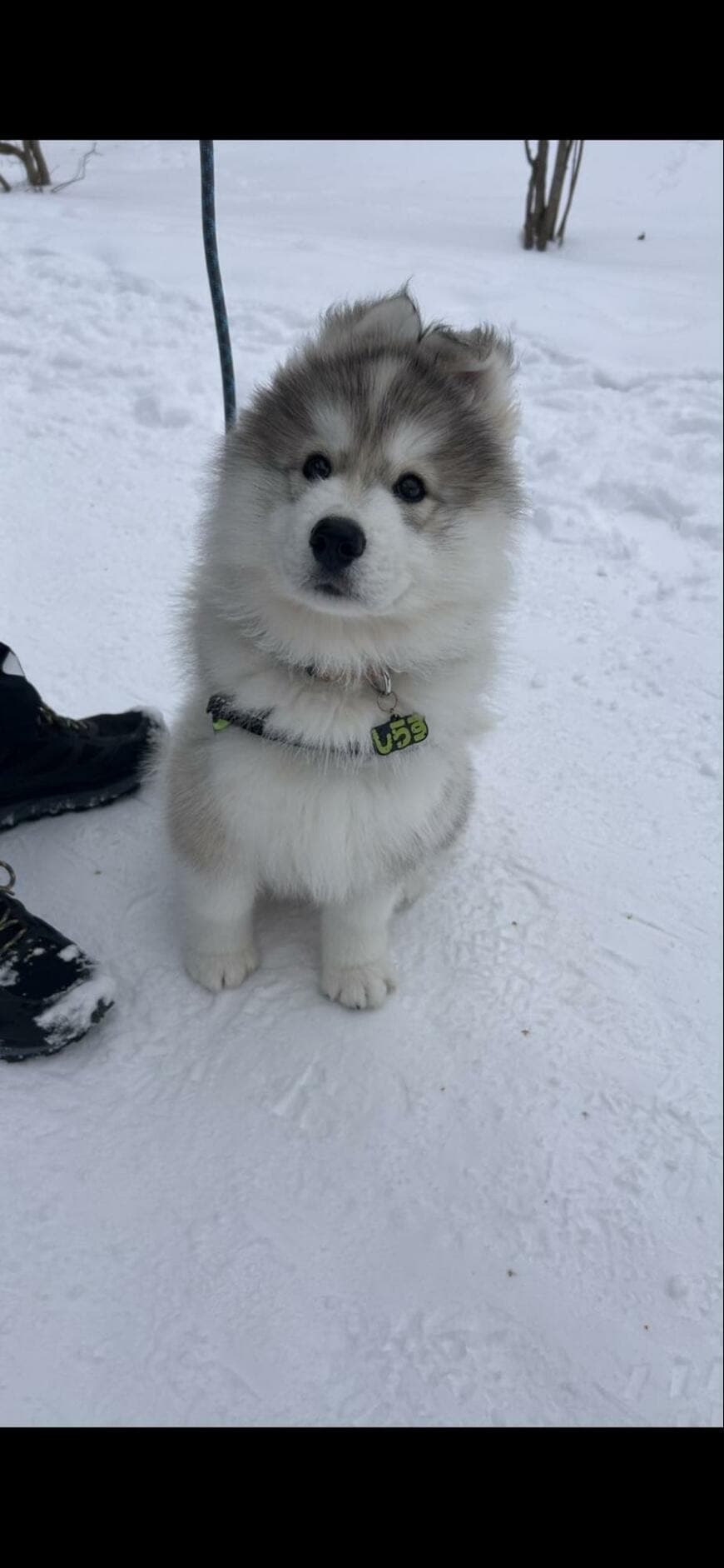 出所：@samosky_shirasu