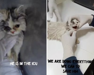出所：@pawsandclawsanimalwelfare