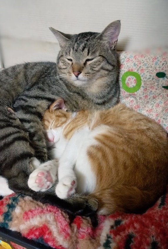 出所：@mero627puri914