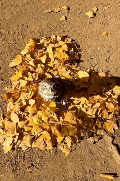 出所：@hiji.mozu_owl