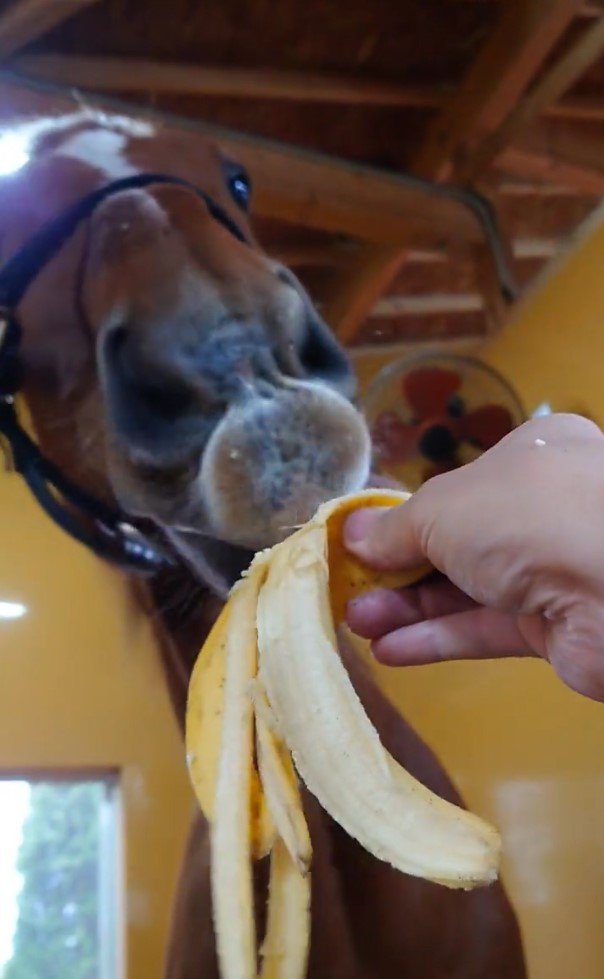 出所：Yogiboヴェルサイユリゾートファーム