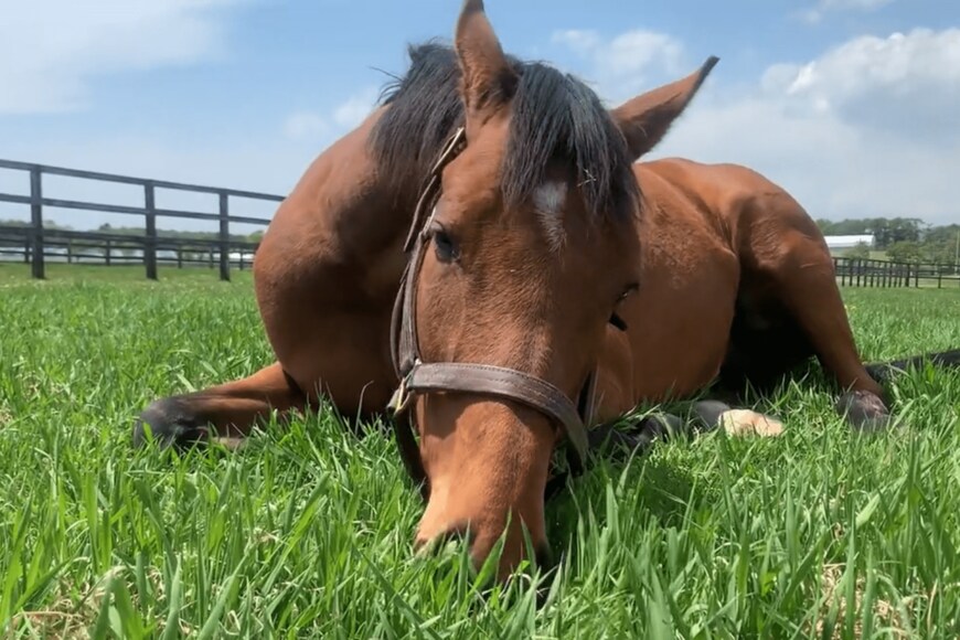 出所：白井牧場