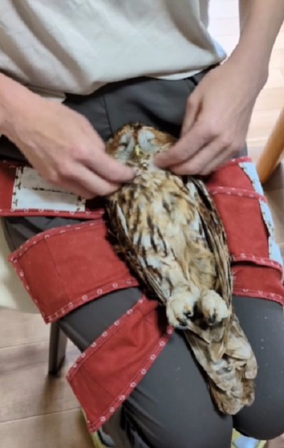 出所:@mori_luna_tawny_owl