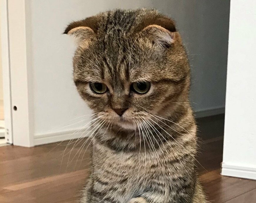 出所：@ponpokopontanu