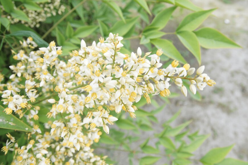 haris M/shutterstock.com