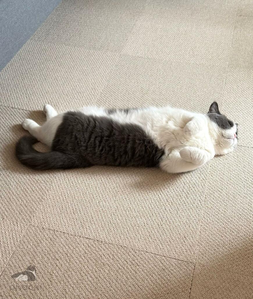 出所：@omochiomoching