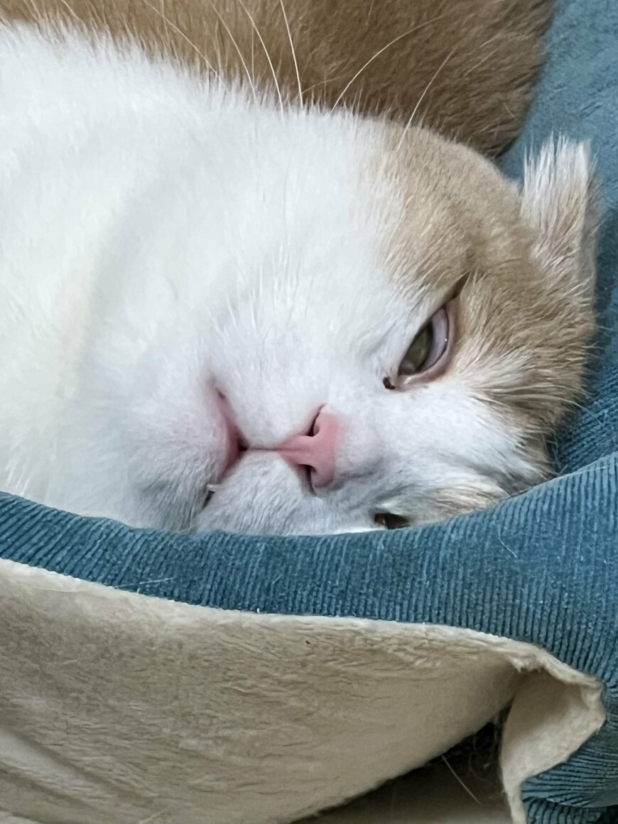 出所：@torotolo106106