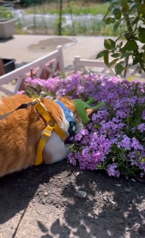 出所：@monburan_sanpo