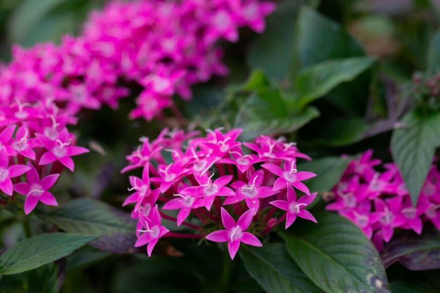 AnnaNel/shutterstock.com