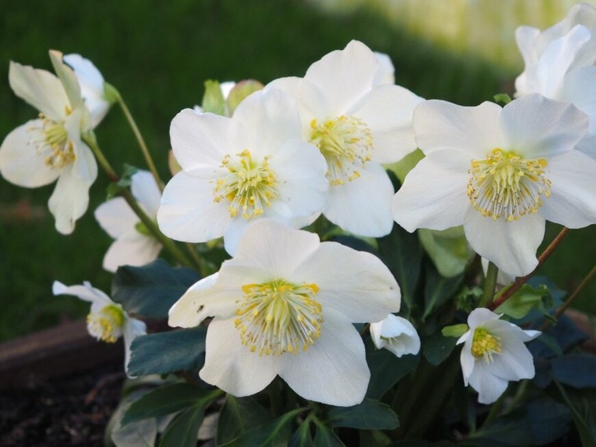 Suphicha Harrison/shutterstock.com