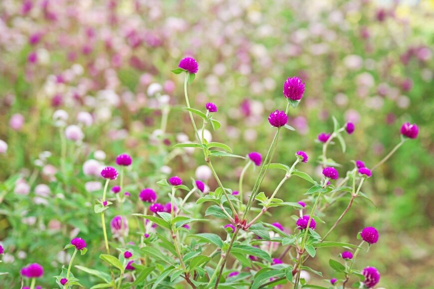 igaguri_1/istockphoto.com