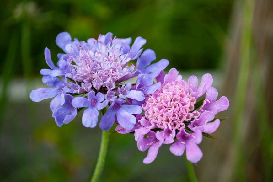 corradobarattaphotos/istockphoto.com