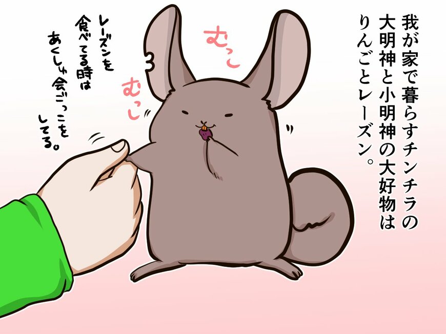 主張は「不公平」?! おやつ欲しさに駄々をこねるチンチラの姿が可愛い！【チンチライフ19話】