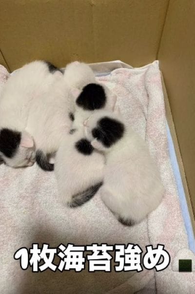 出所：＠sakuraneko222