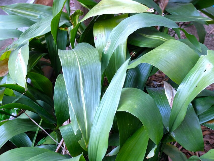 LIMOガーデニング部撮影／ハラン