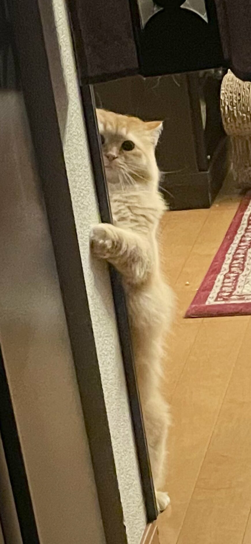 出所：@NEKOLAND13