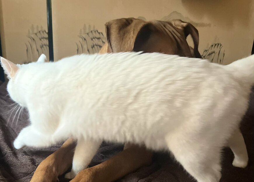 犬の前脚の隙間に手を入れたい猫