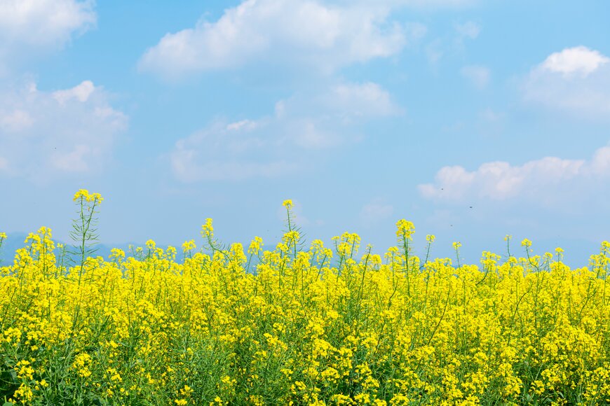 宮崎県西都市に広がる菜の花畑