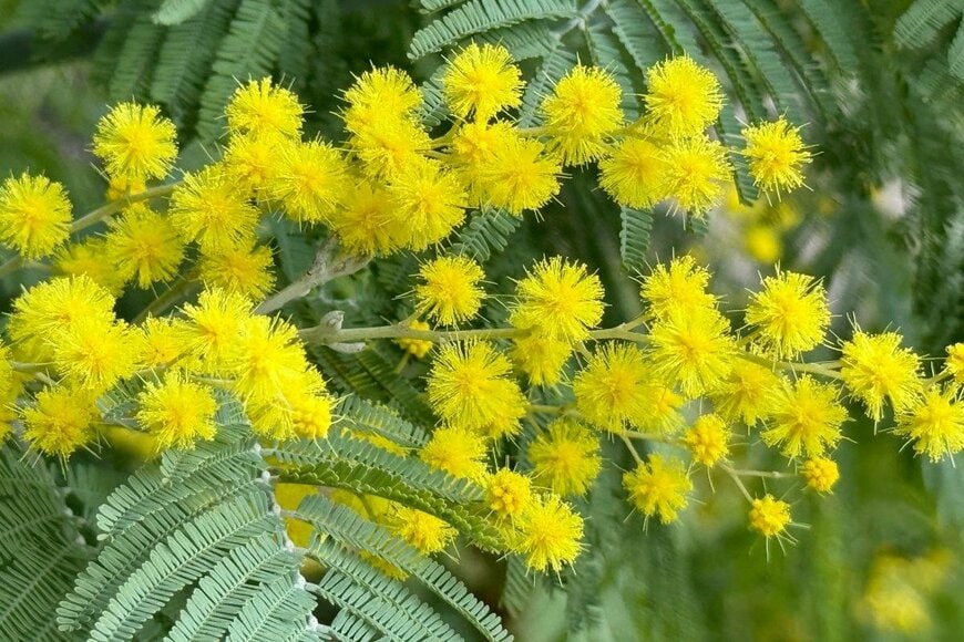 黄色い花を咲かせている、フサアカシア