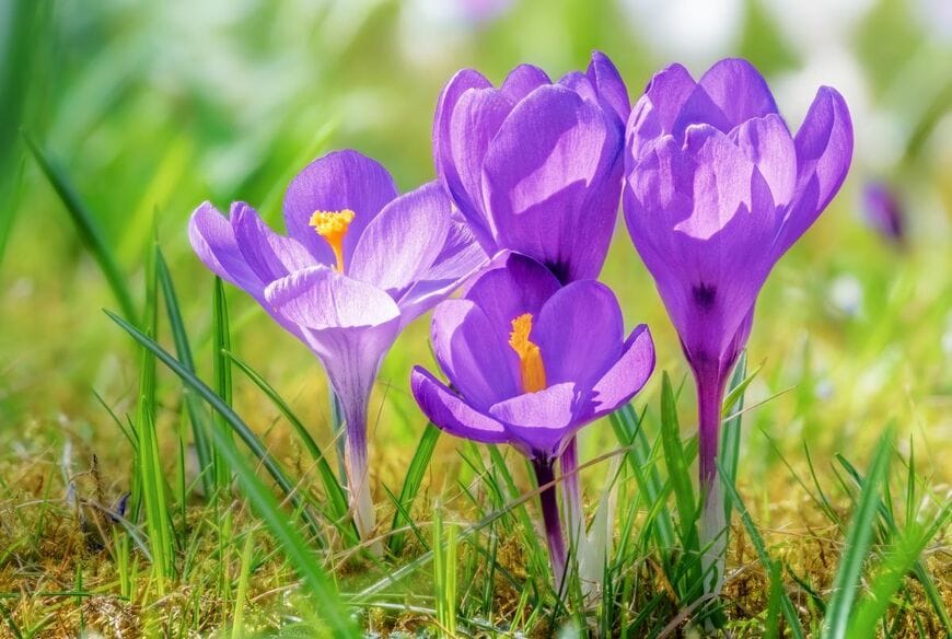 雪解けとともに可憐な花を咲かせる「クロッカス」