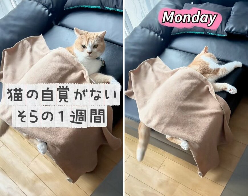 のんびりするそらくん