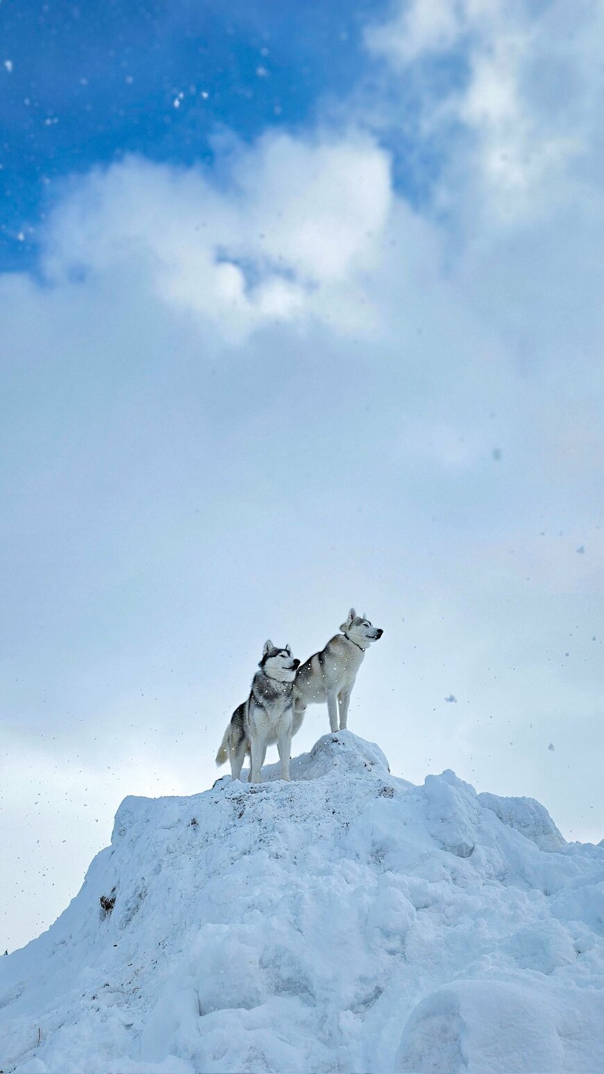青空と雪が美しい山頂で佇むシベリアンハスキー