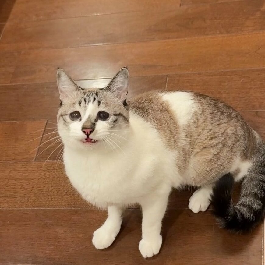 口角が上がったミントちゃん