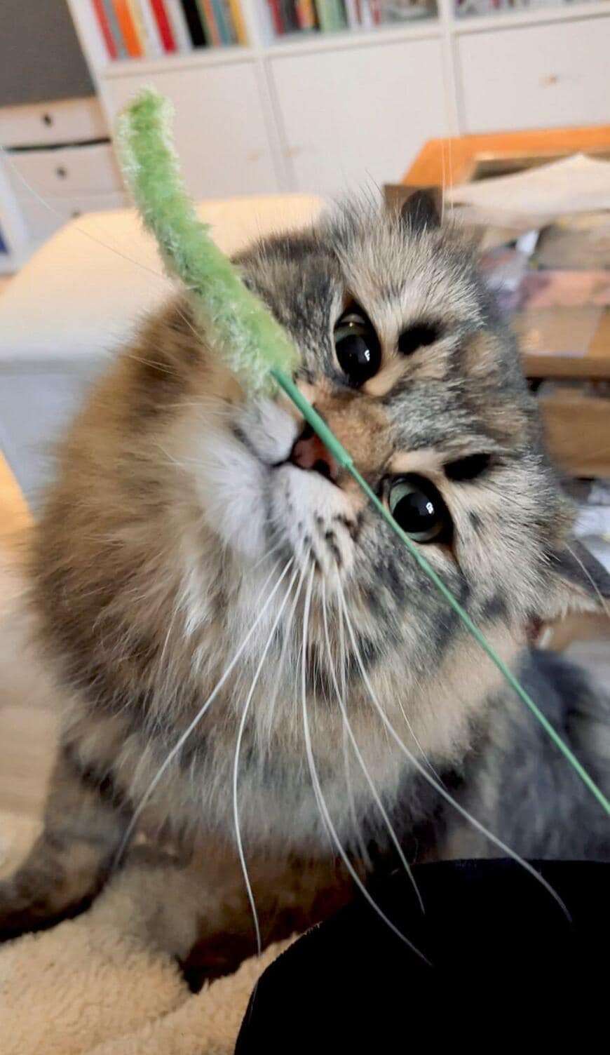 猫じゃらしと猫