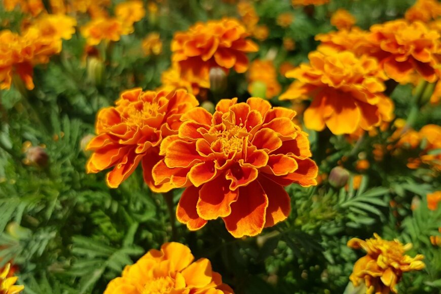 オレンジ色の花を咲かせている、マリーゴールド