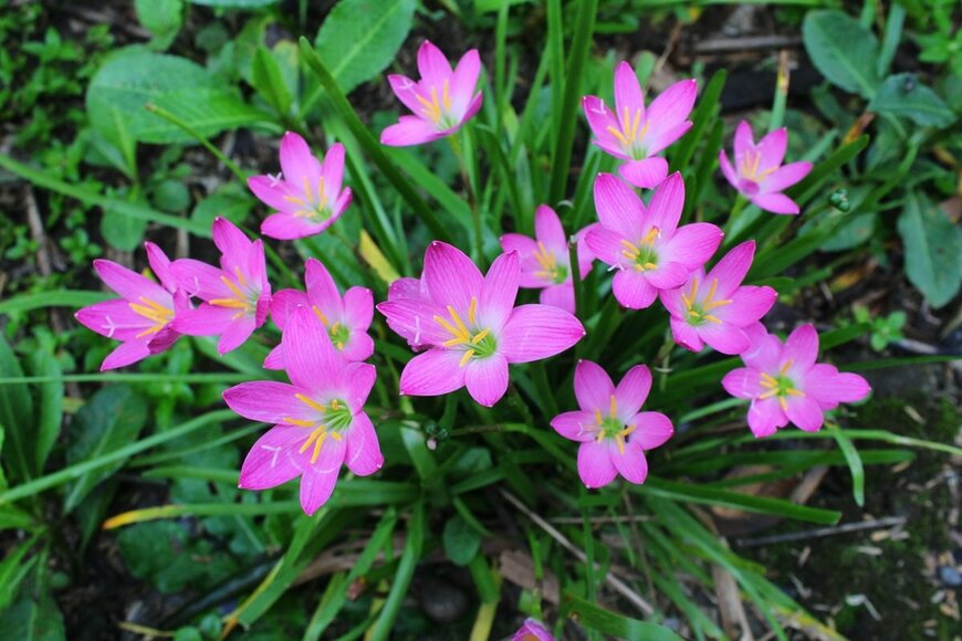 ピンク色の花を咲かせているハブランサス
