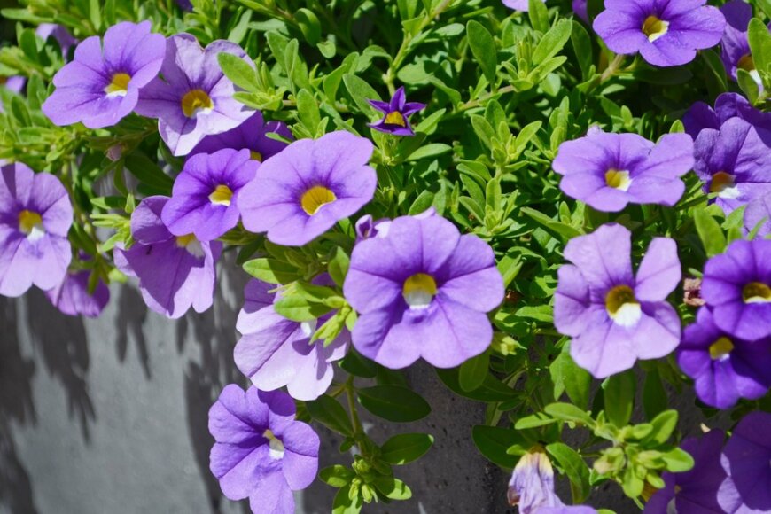 淡い紫色の花を咲かせている、カリブラコア