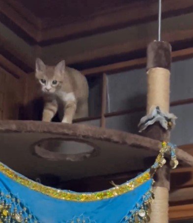 完成したドアから現れた猫の姿